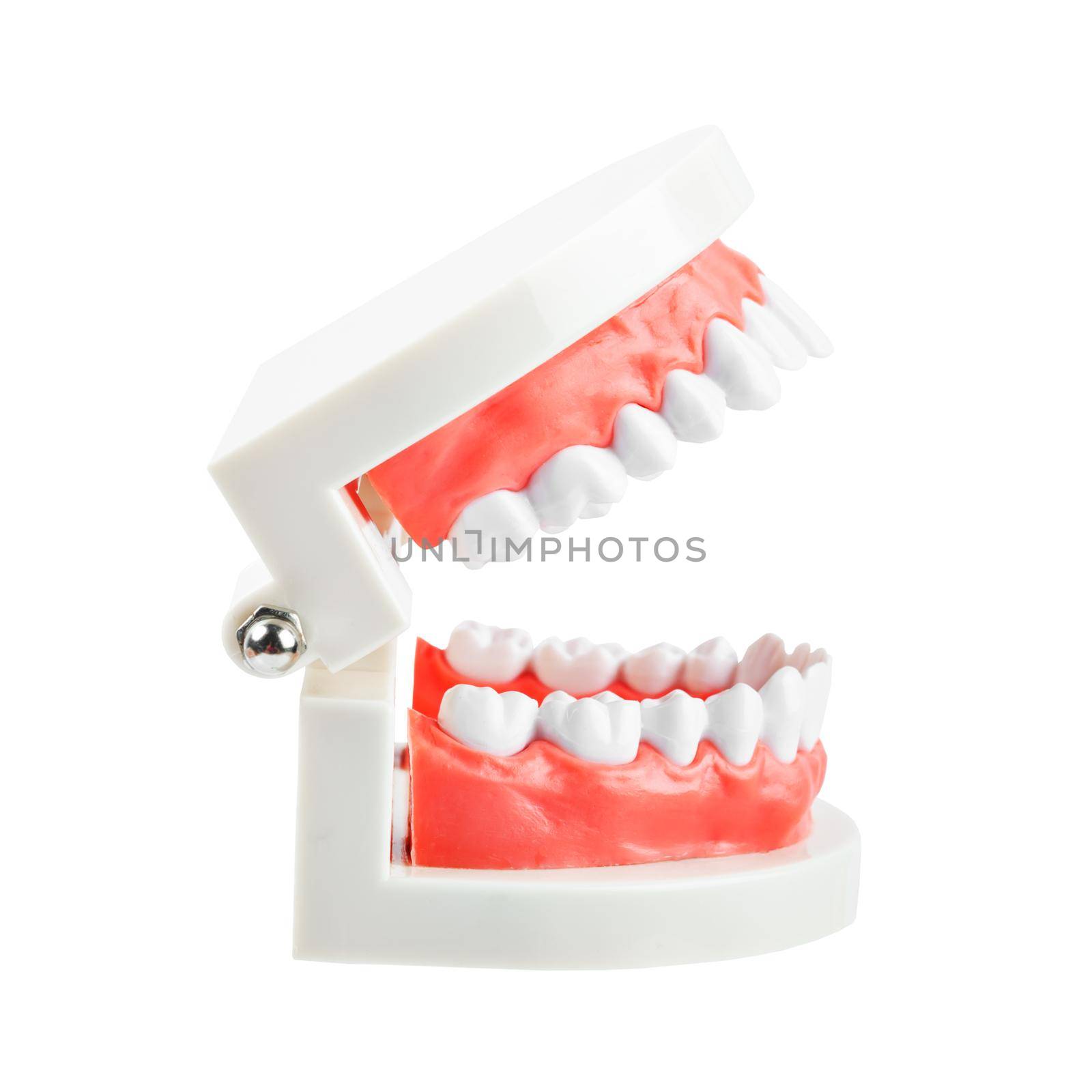 Teeth model isolated on white background, save clipping path.