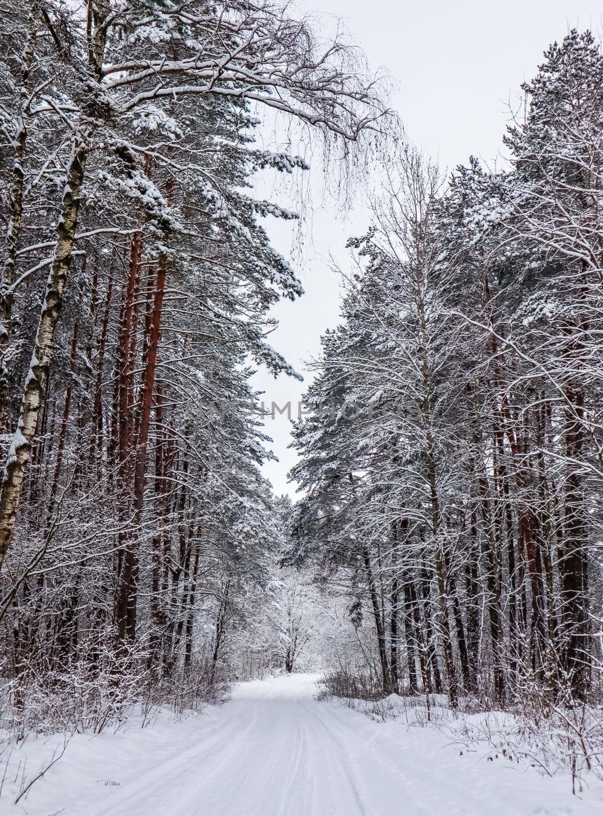 Snowy winter forest with beautiful trunks of pines and snow covered road