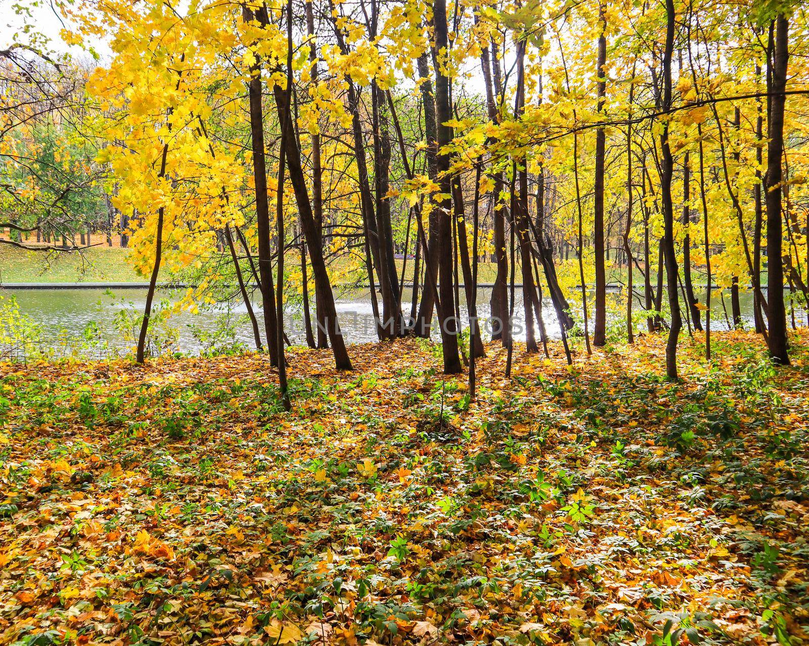 Fallen yellow leaves on green grass near a lake in a park on a sunny day. Autumn background