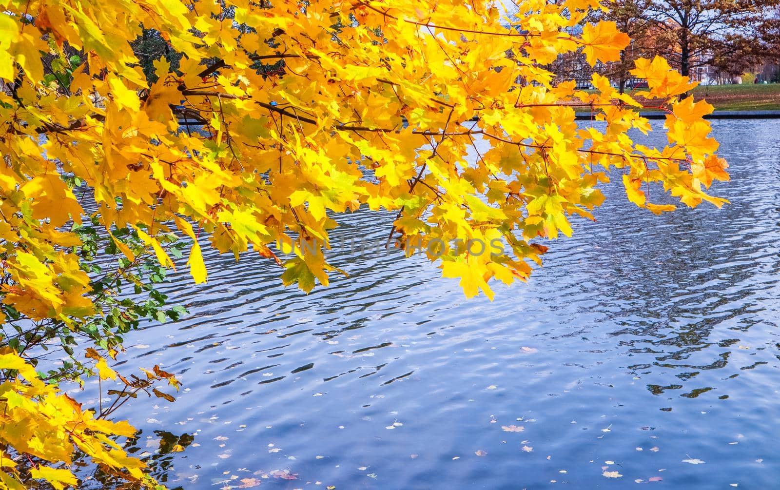 Bright yellow leaves on a maple by the river on a sunny autumn day. Autumn background