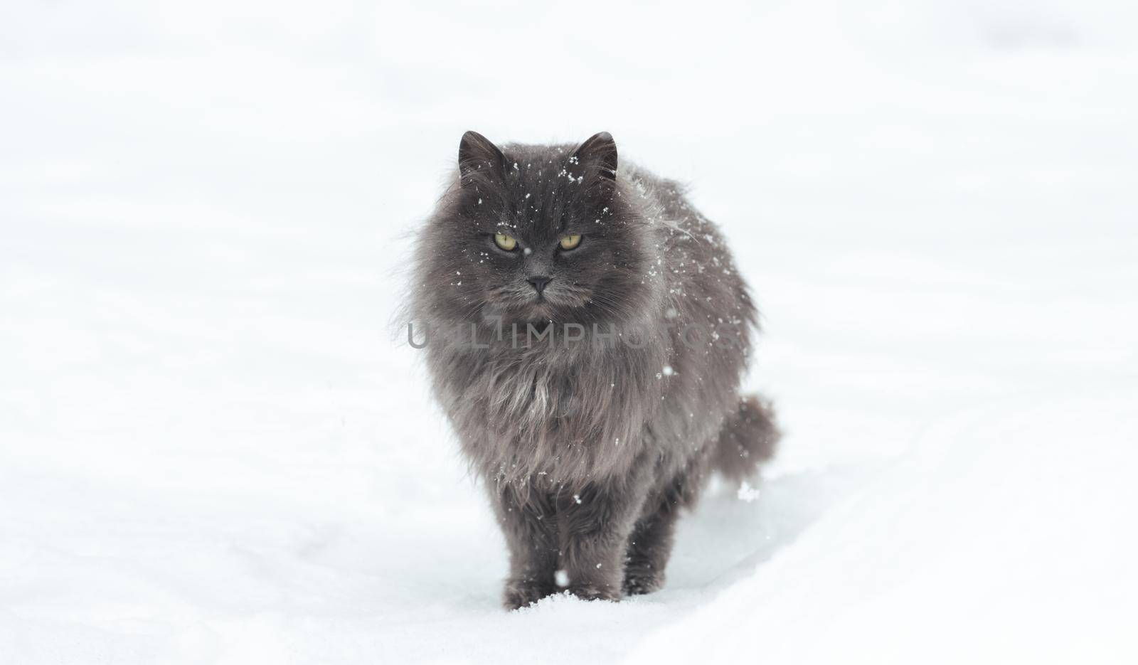 gray cat stands among white snows in winter, holidays