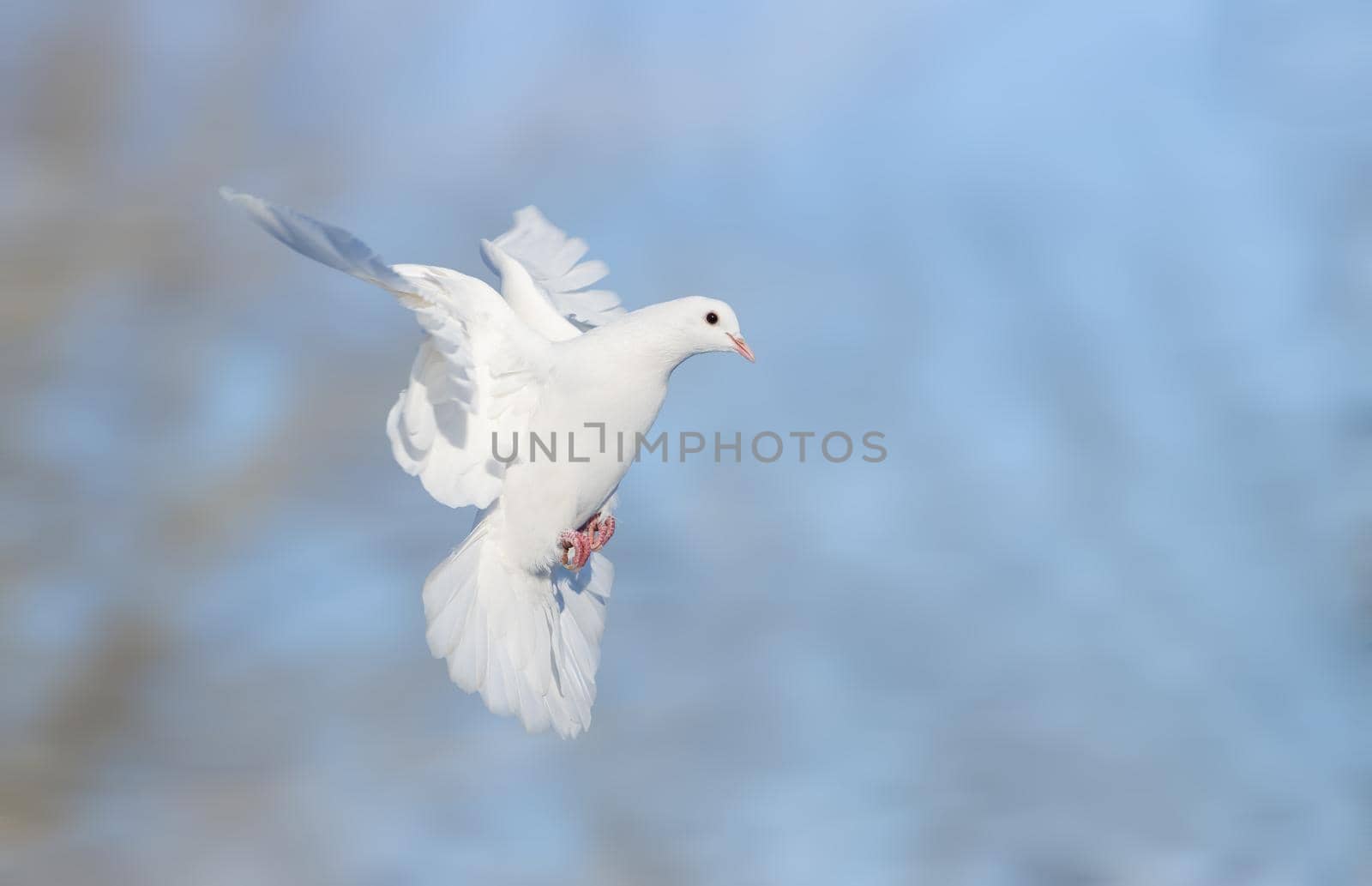white dove flies quickly with wings spread by drakuliren