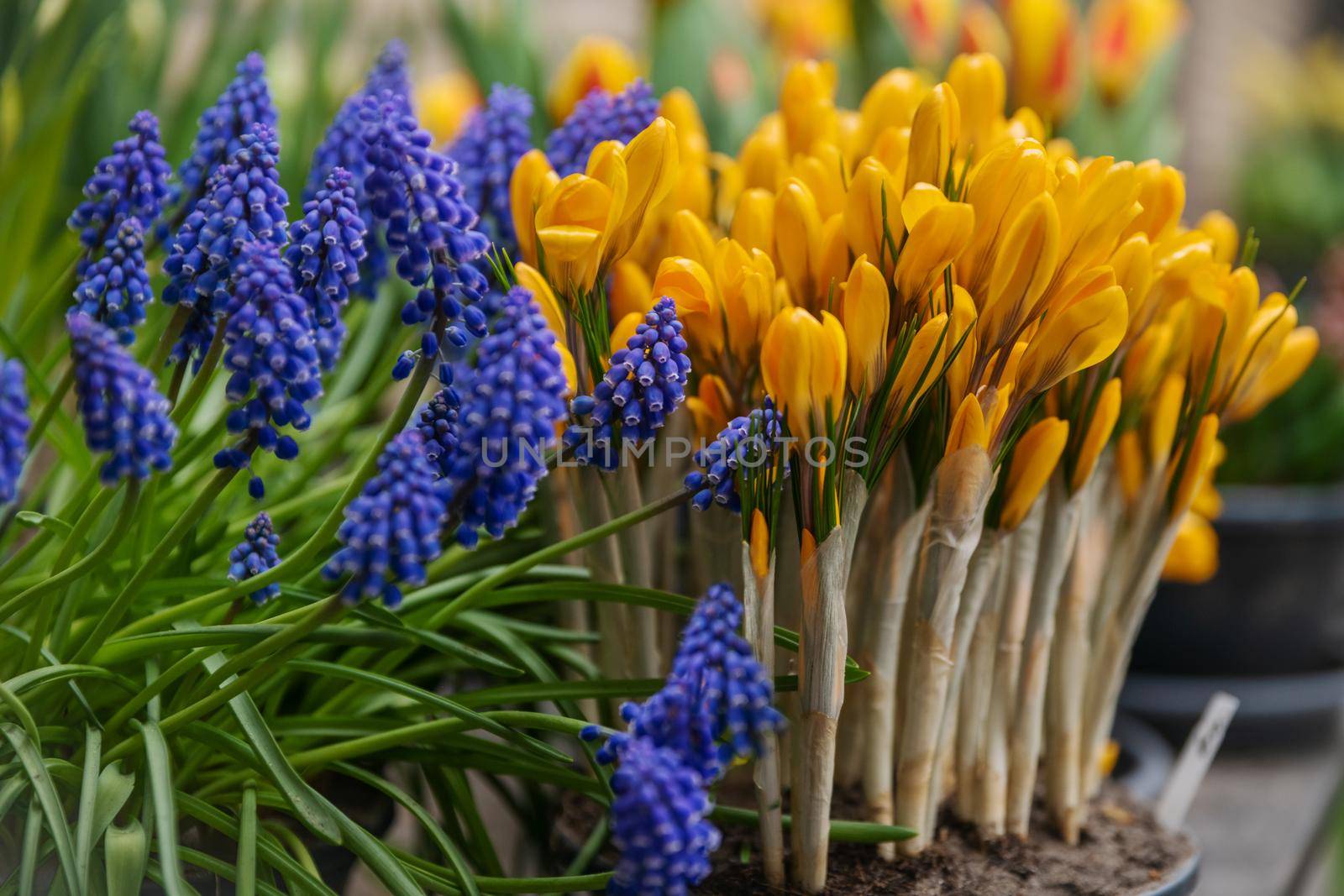 Muscari and yellow crocuses first spring flowers