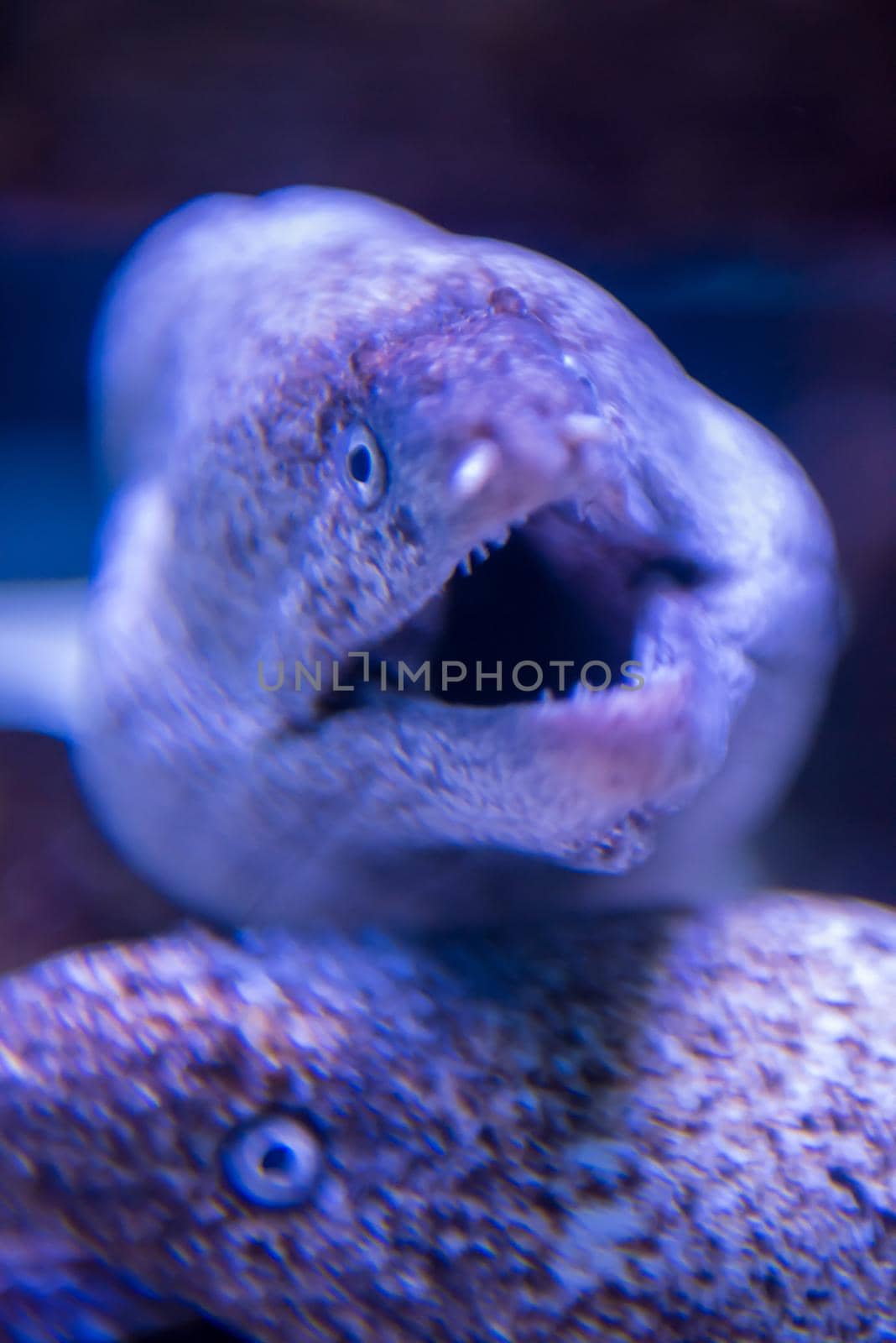 fish swimming in aquarium by dotshock