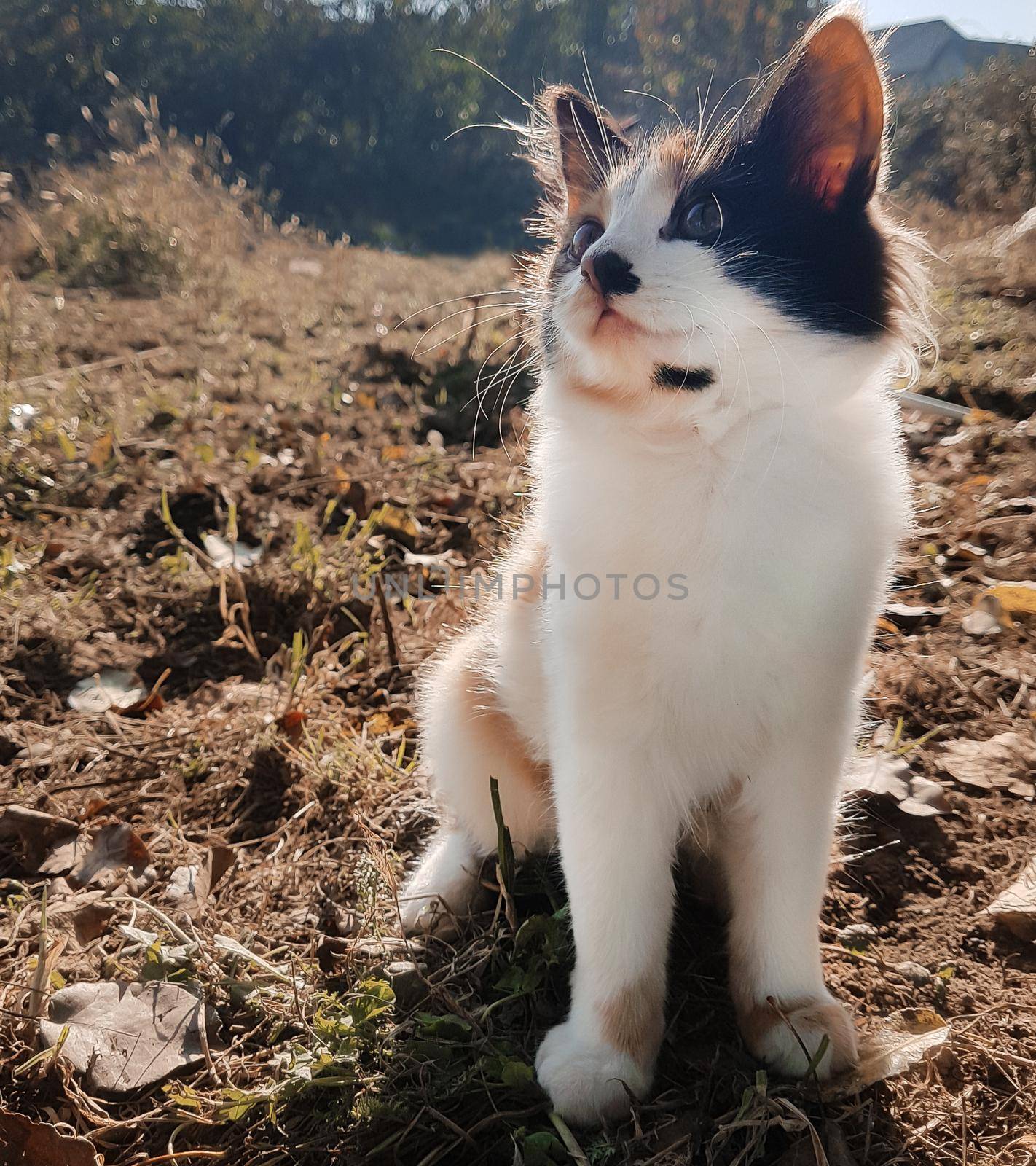 cute curious stray kitten in the autumn meadow