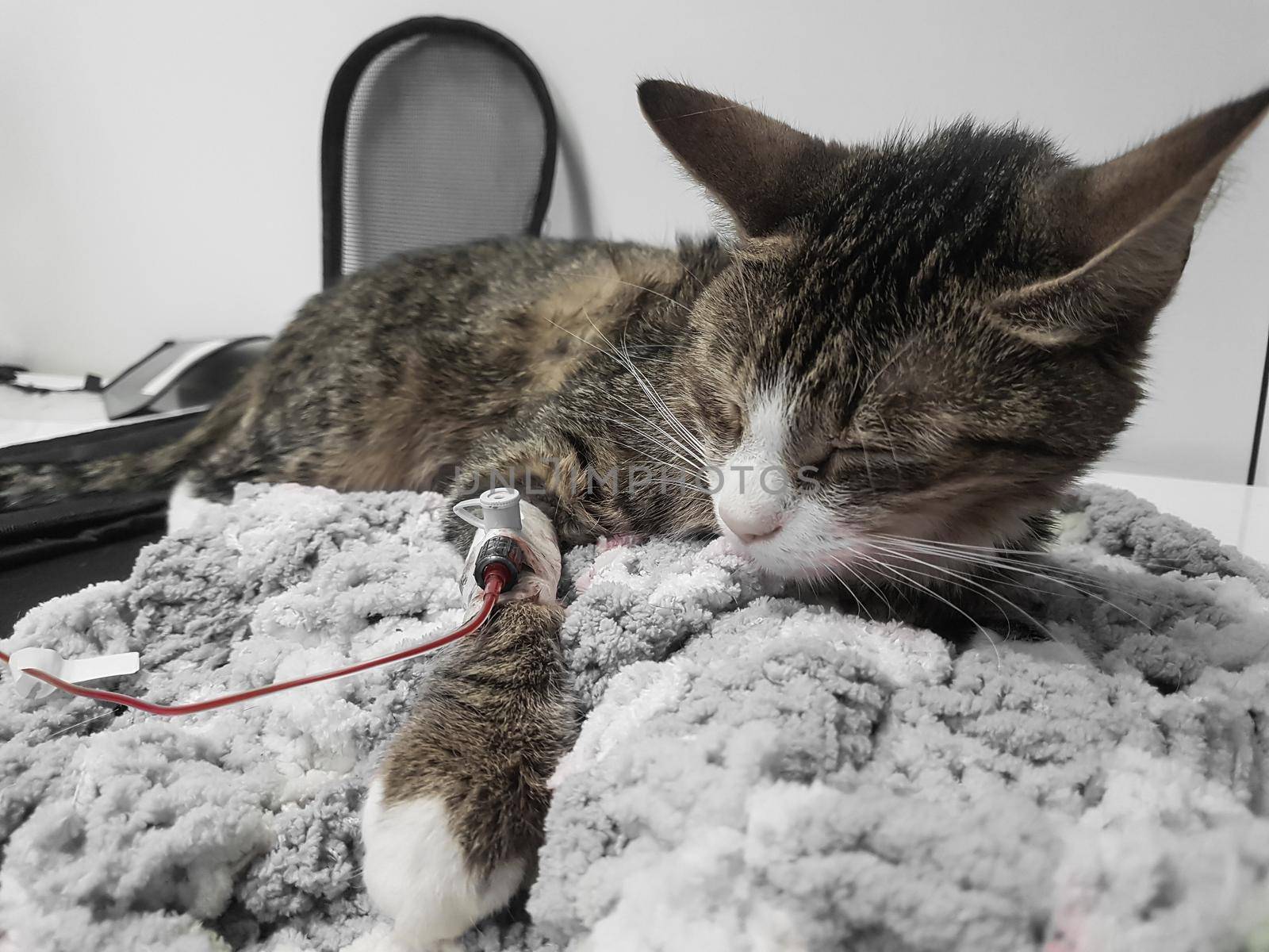 sick cat is given a blood transfusion. emergency veterinary care