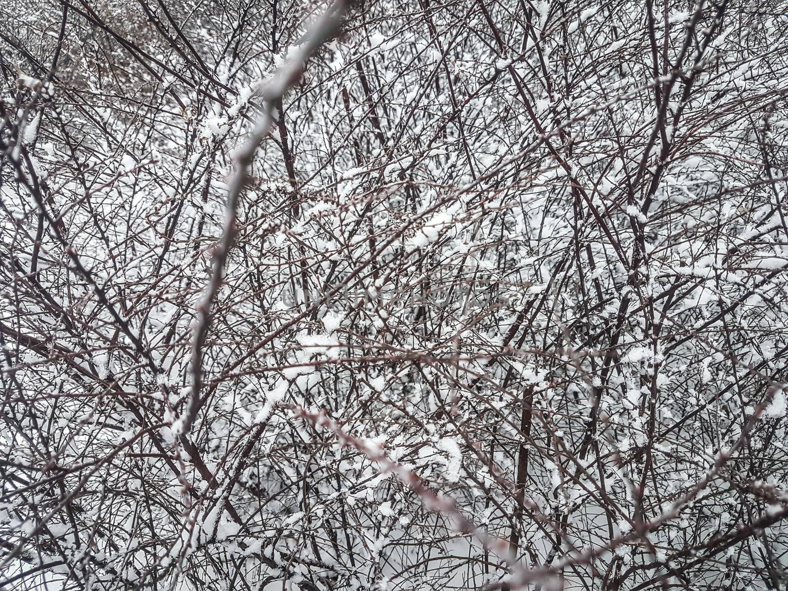 Winter branches of trees in hoarfrost on background snow and white sky. winter background