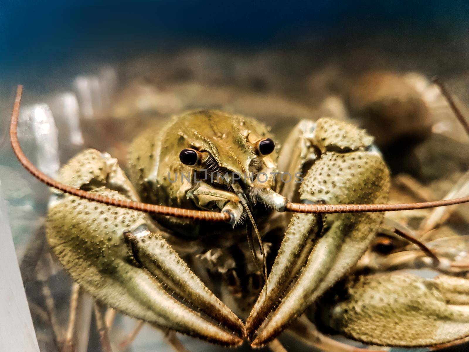 close up. large crayfish behind the glass of the aquarium