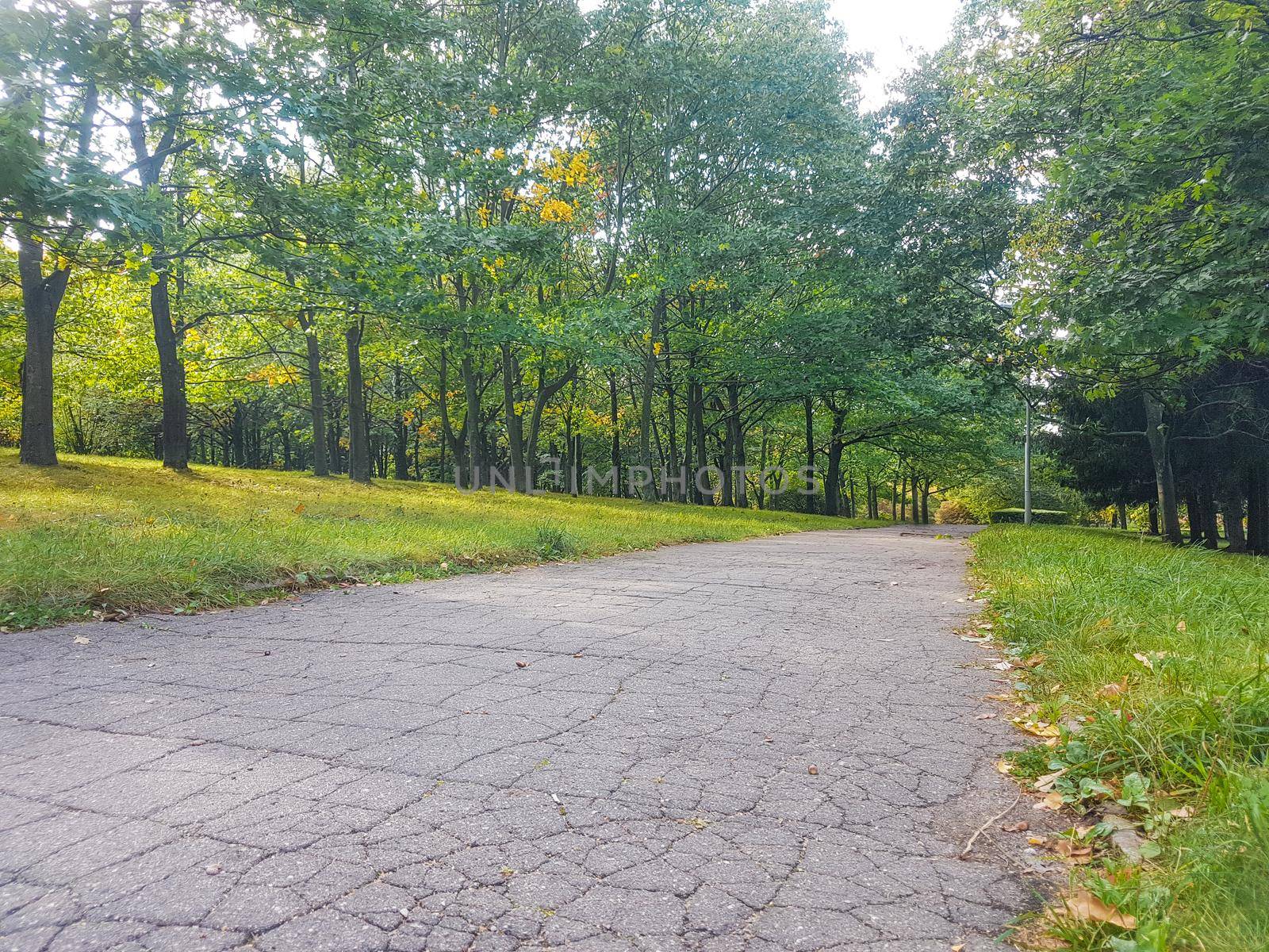 old empty cracked road through the woods . photo with copy space