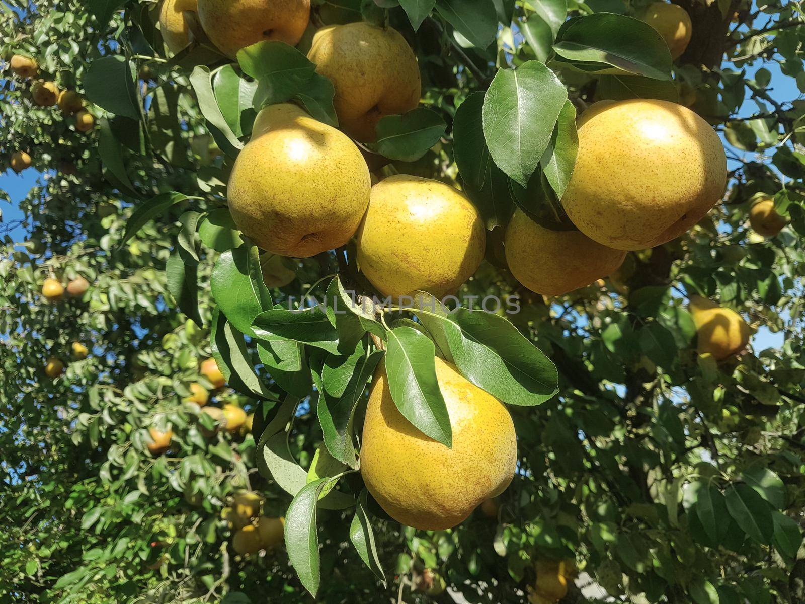 ripe pears on a tree branch in the garden.