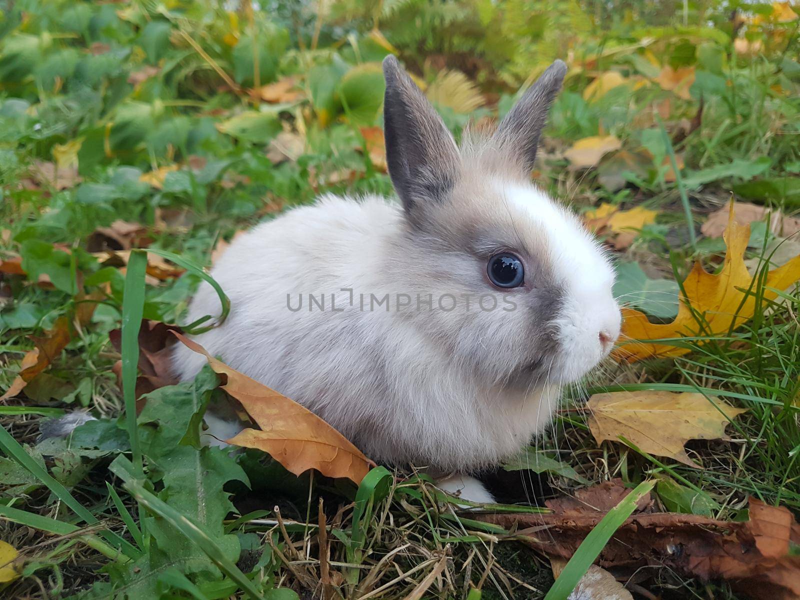 home rabbit on the lawn near the house by SmartPhotoLab