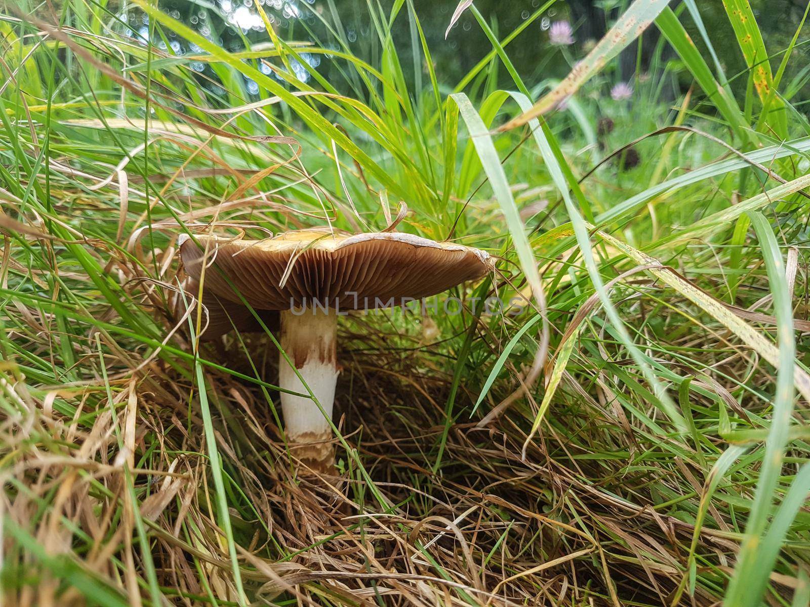 close up. edible mushroom in the grass. silent hunting