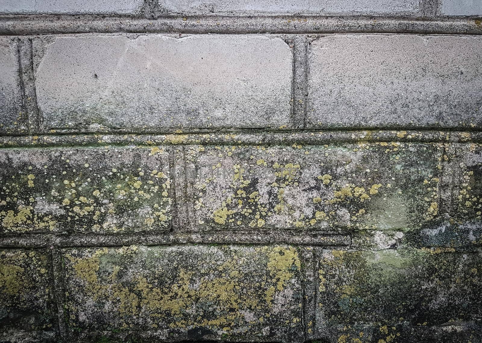 close up. lichen on the wall of the old building . photo with copy space