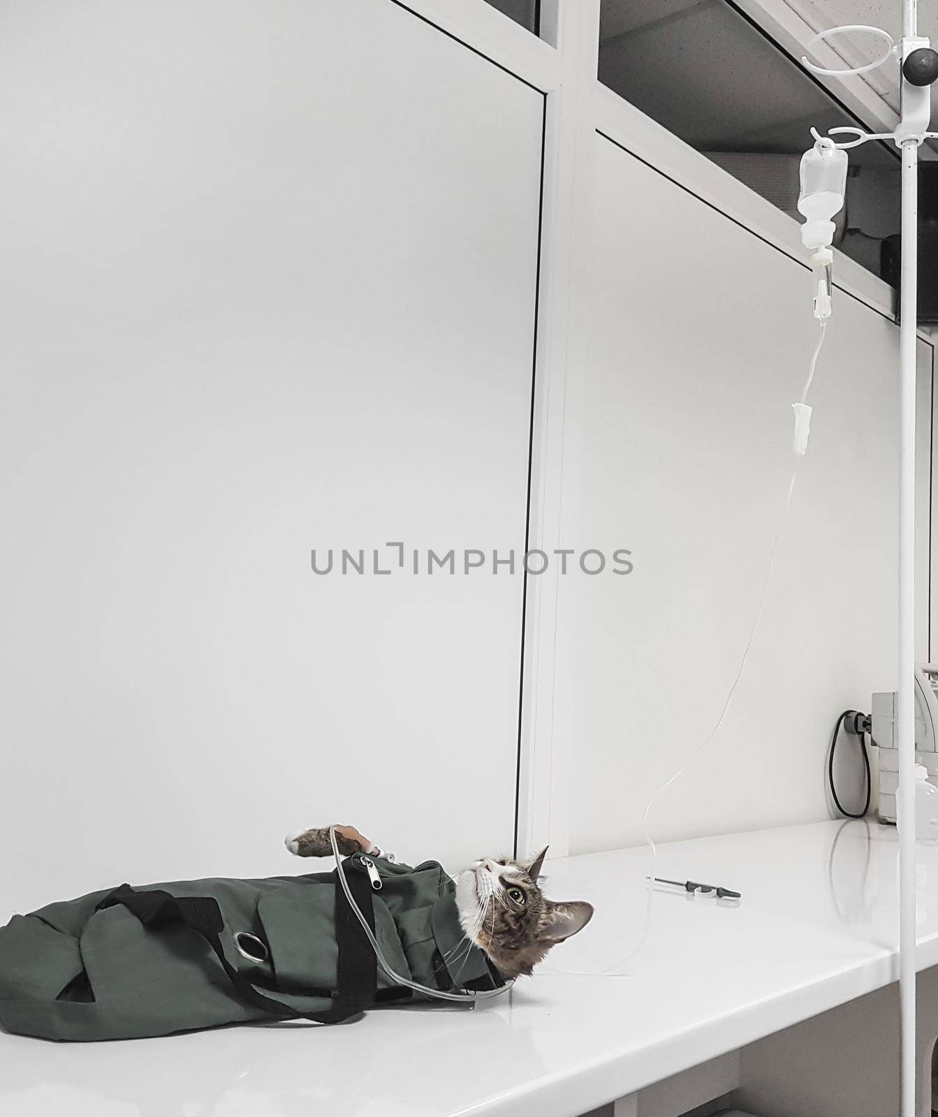sick cat is assisted in a veterinary clinic. photo with copy space