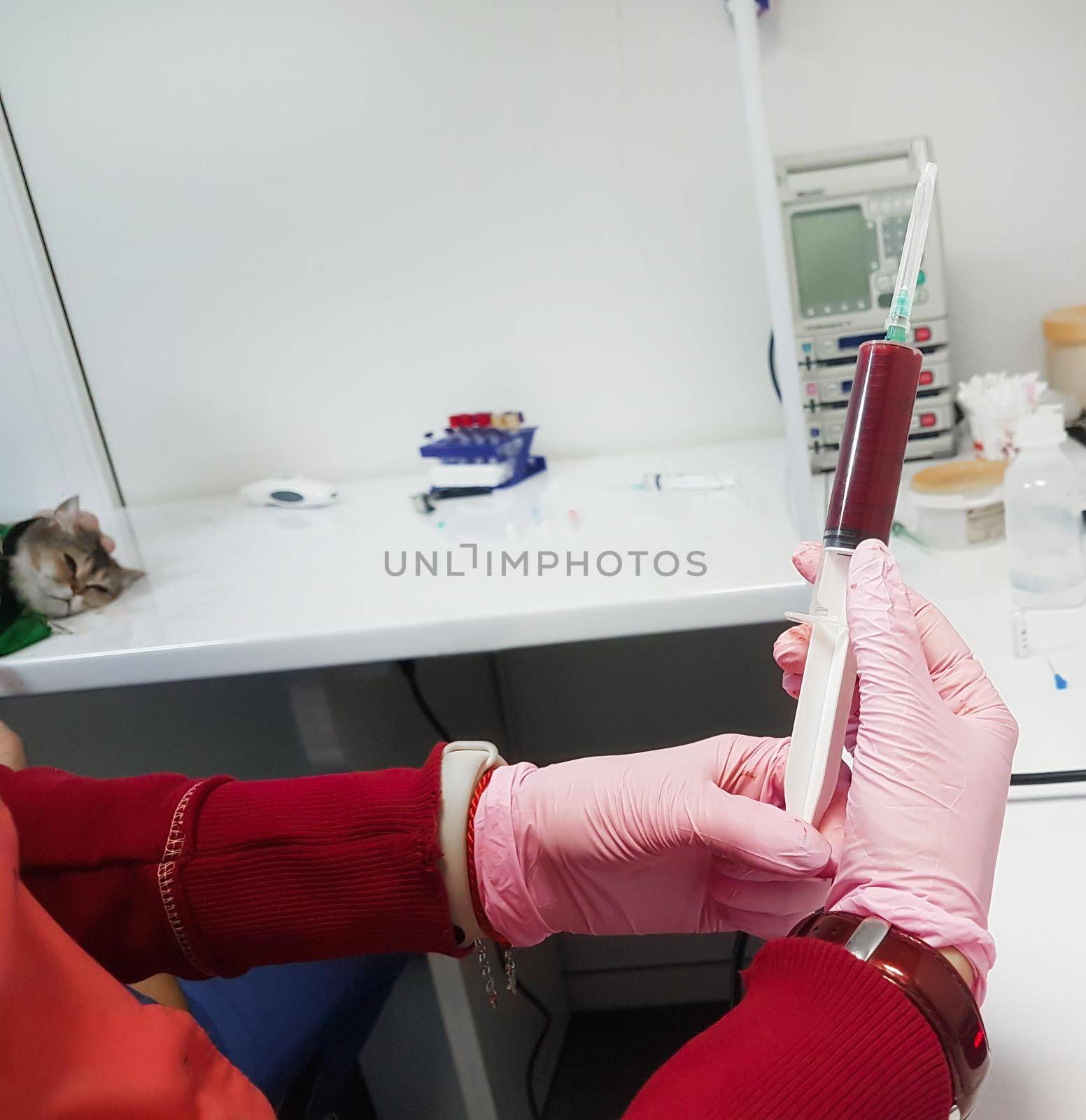 close up. the veterinarian performing the procedure of blood transfusion