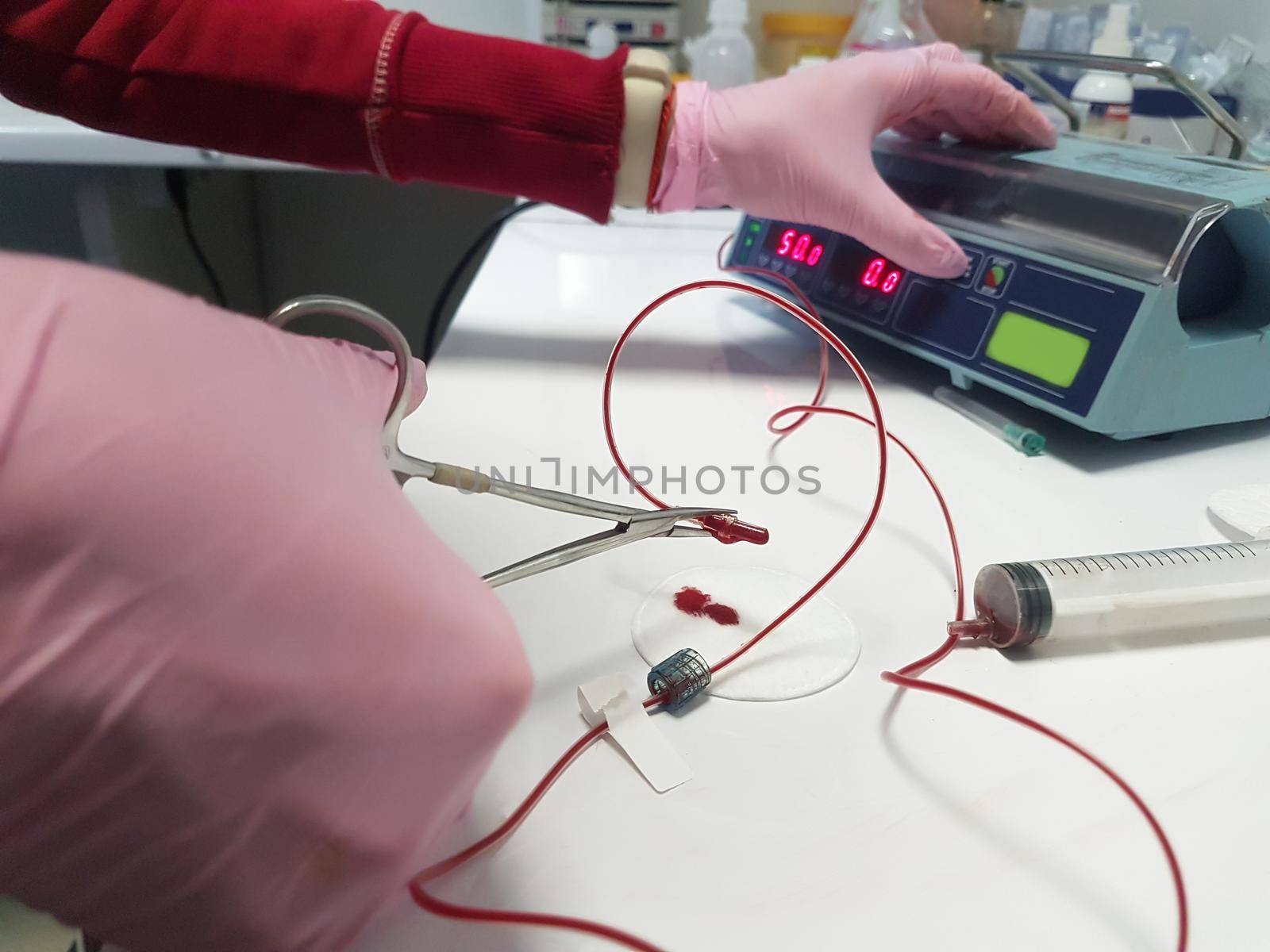close up. the veterinary surgeon performing the procedure of blood transfusion