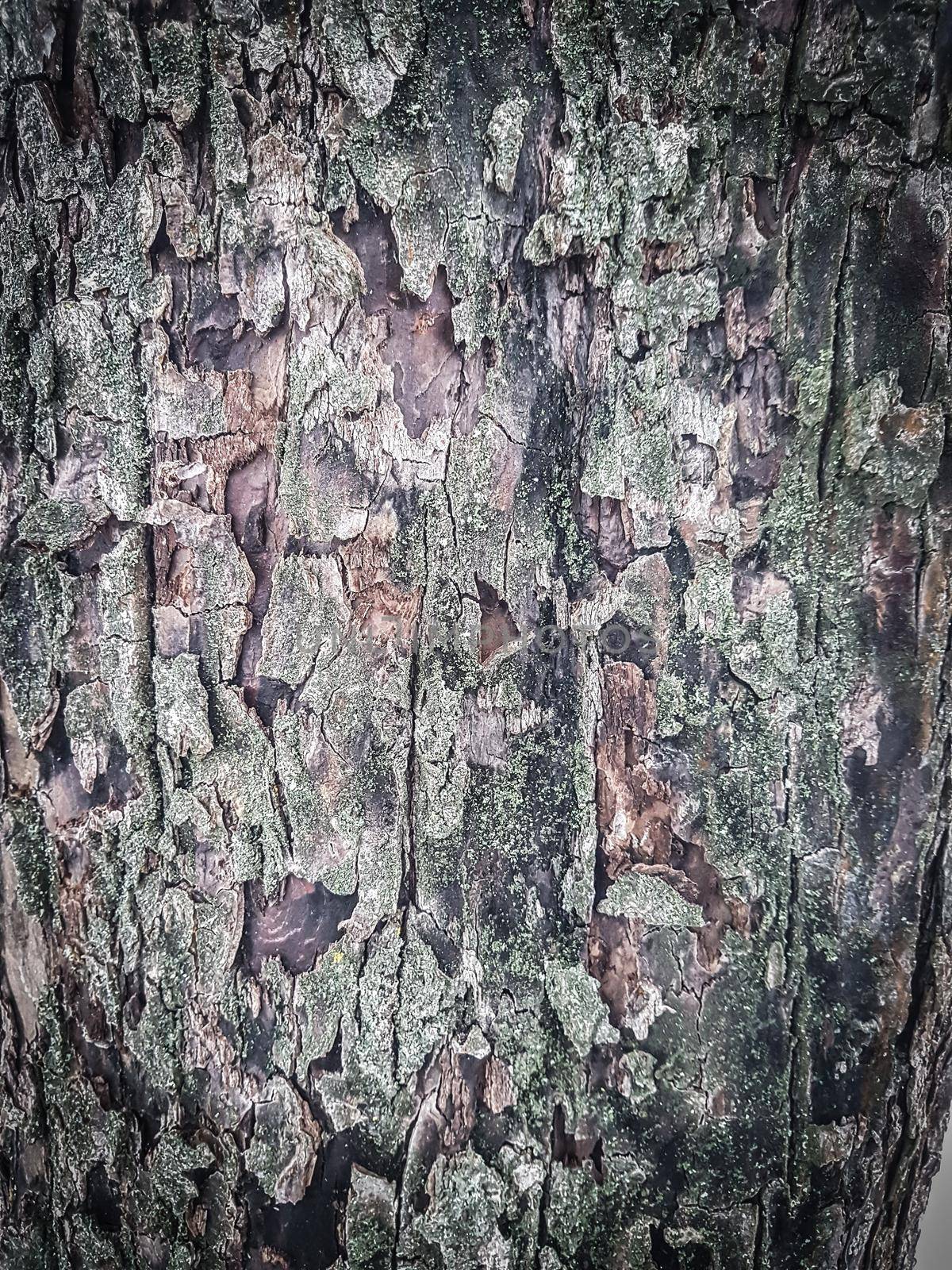 close up. bark on the trunk of pine.natural background