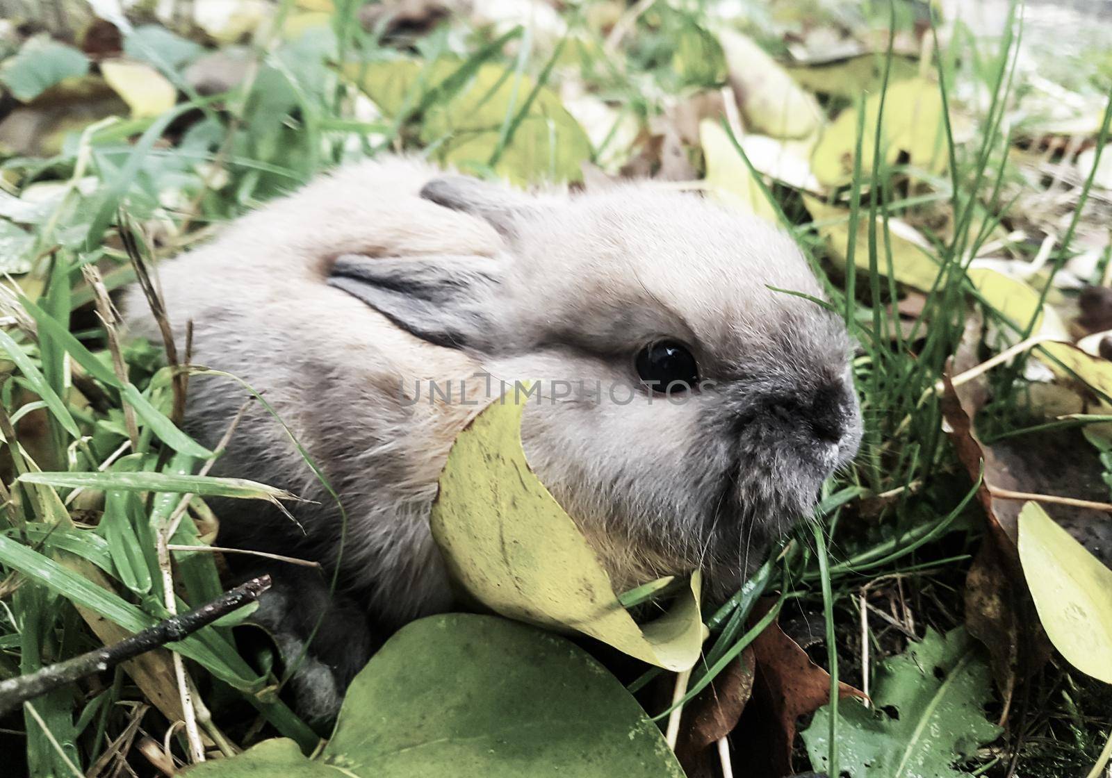 close up.little grey rabbit sitting on the grass. favorite Pets