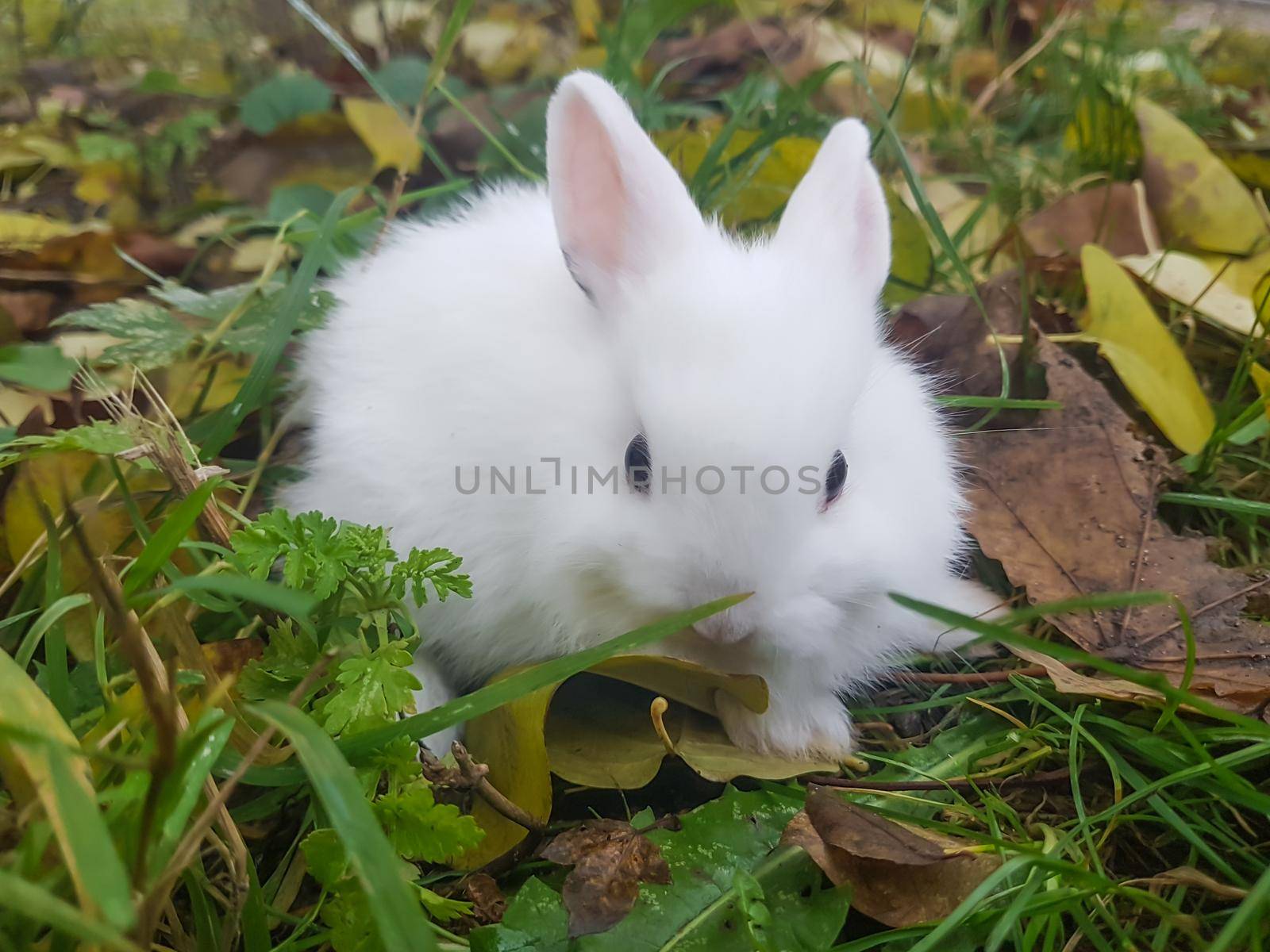 close up.white little rabbit sitting on the grass. by SmartPhotoLab