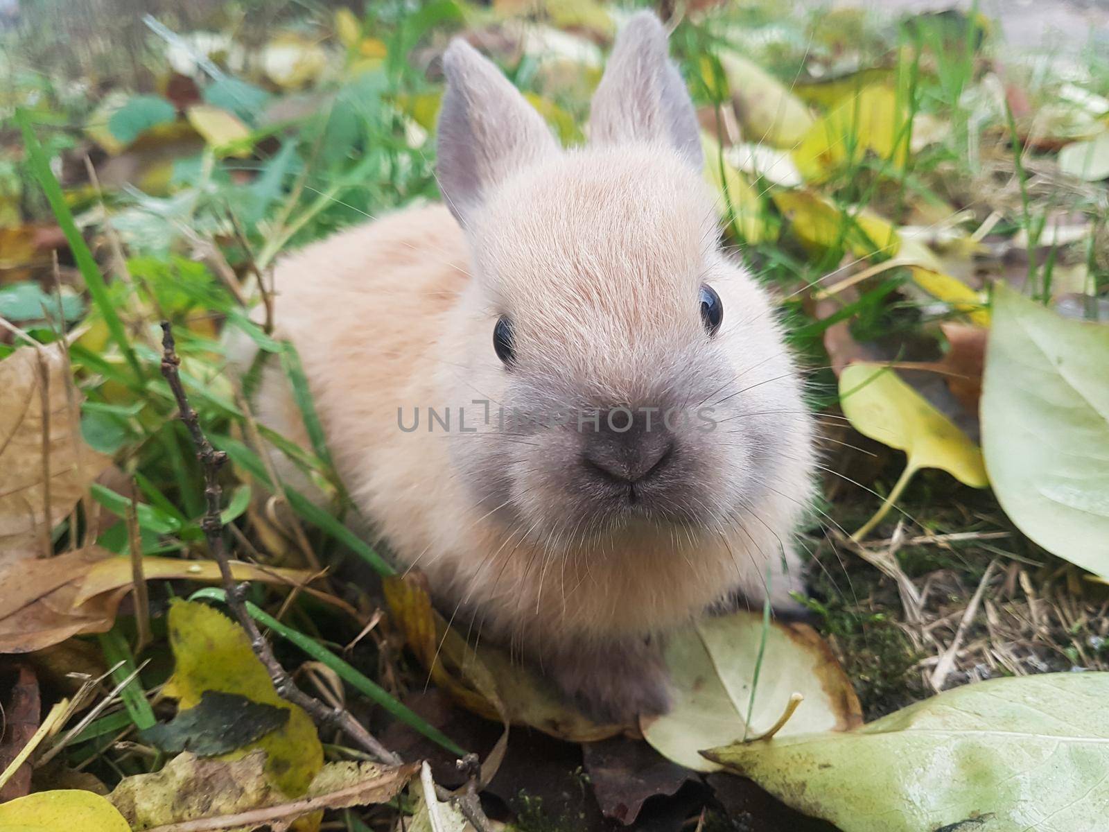 close up.cute little rabbit sitting on the grass. favorite Pets