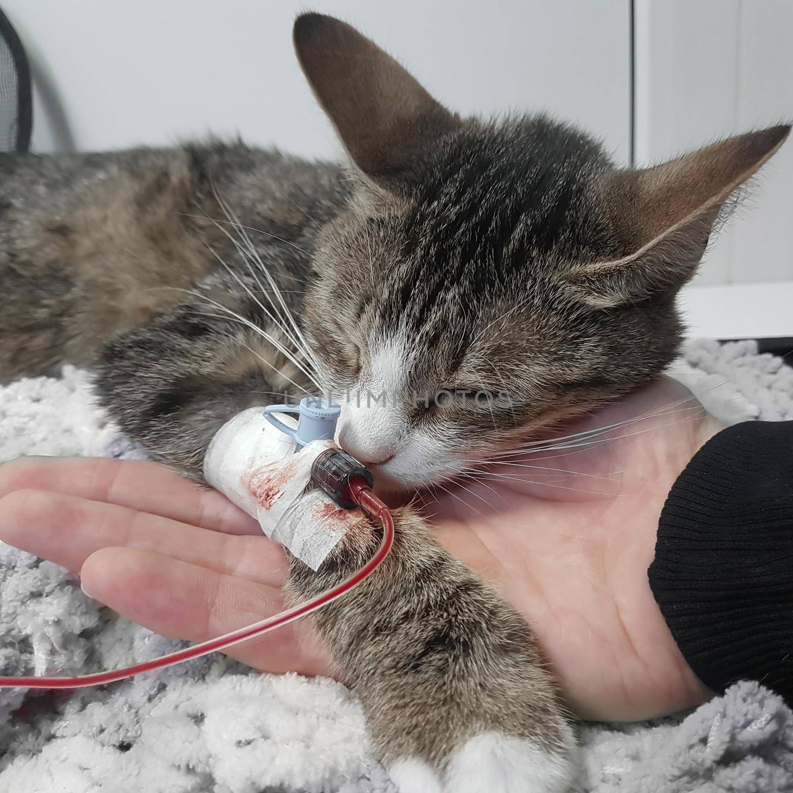 close up.sick cat with a catheter in his paw. blood transfusion