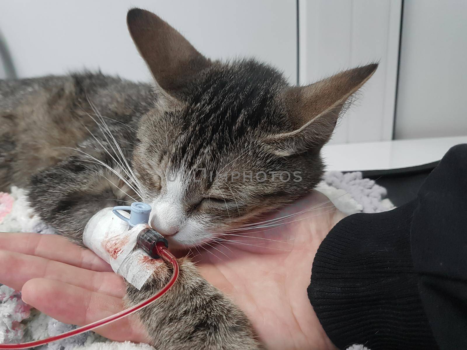 close up.sick cat with a catheter in his paw. blood transfusion