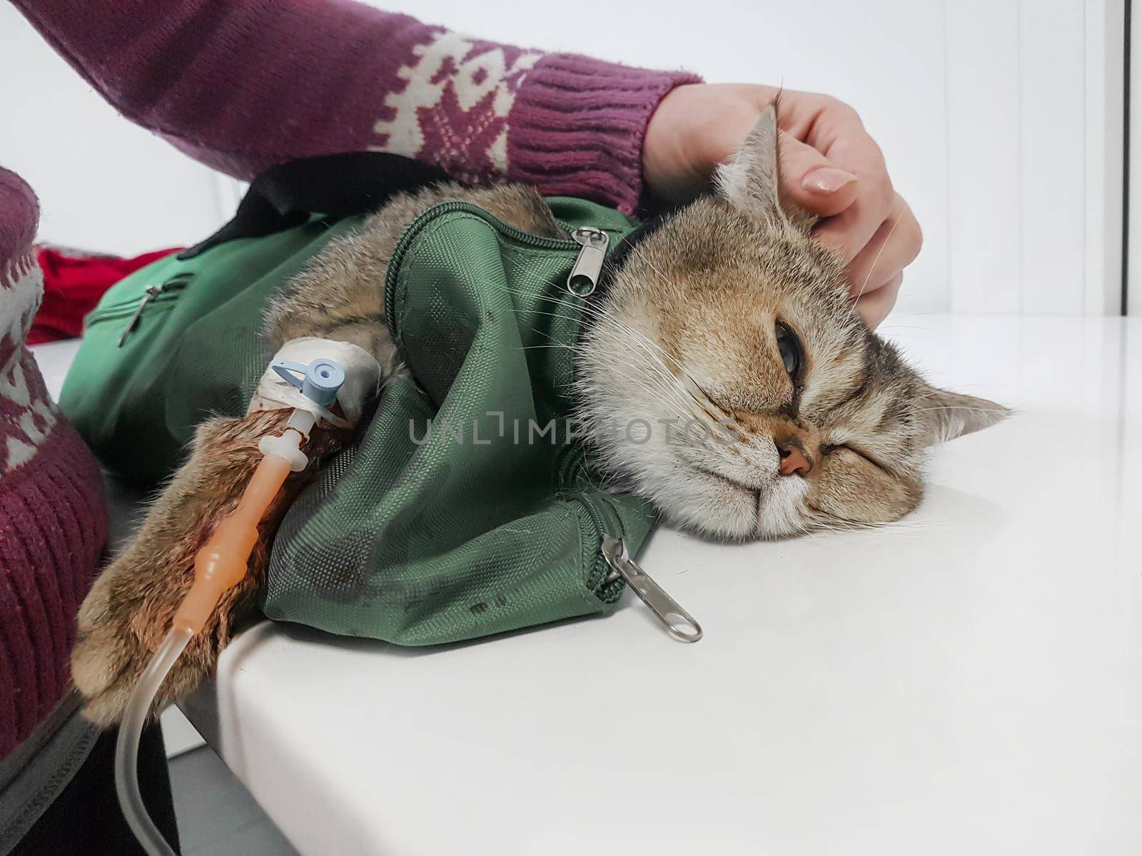 sick cat with a dropper lying on a table in a veterinary clinic . photo with space for text