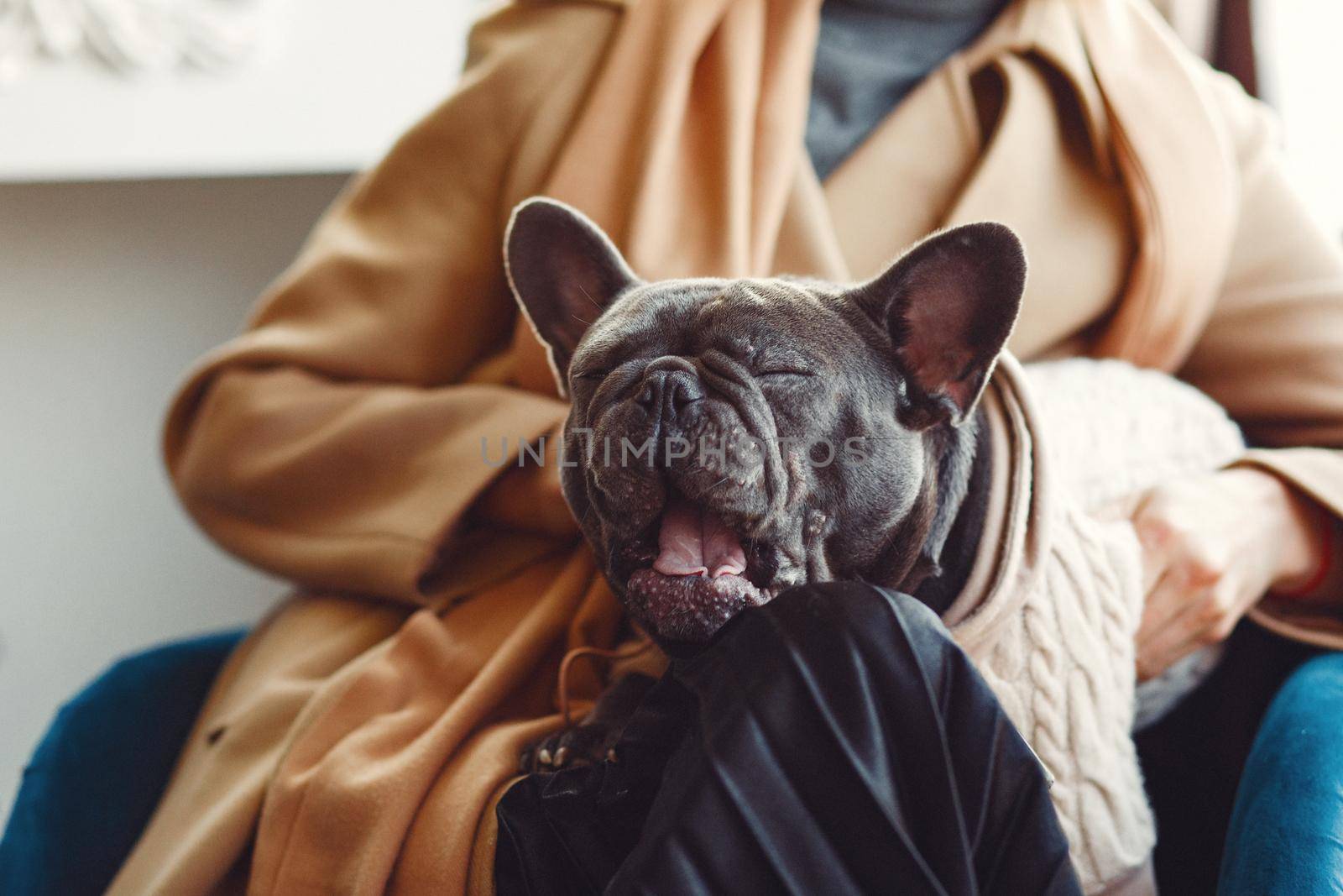 Woman with dog. Lady in a brown coat. Girl play with bulldog. Woman in a cafe.