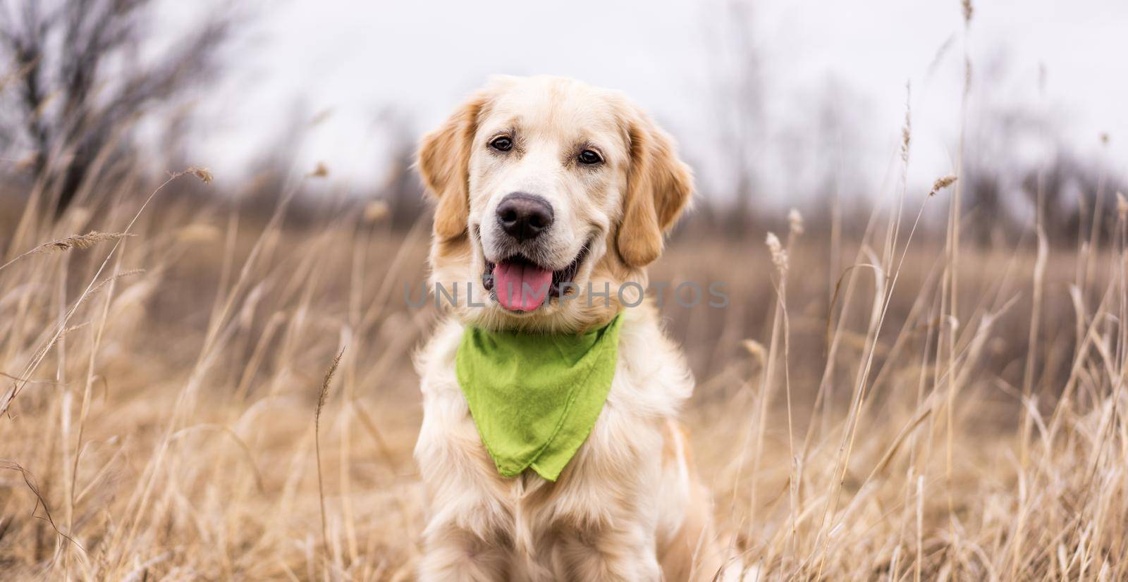 Beautiful young golden retriever lying in high grass
