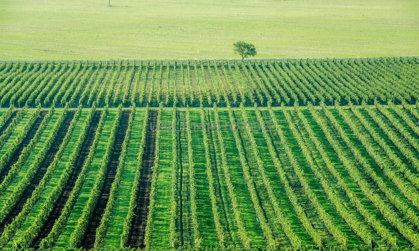 wide grapes plantation and lonely tree