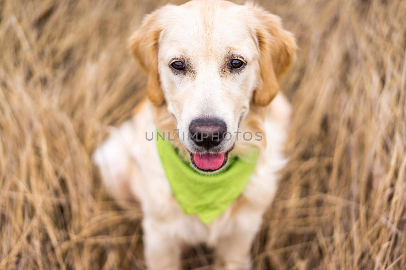 Adorable retriever muzzle on dry grass background