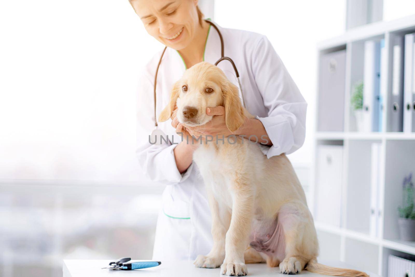 Cute dog examined by doctor at veterinary clinic