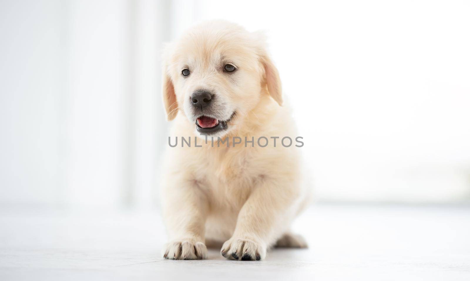 Sweet retriever puppy by GekaSkr