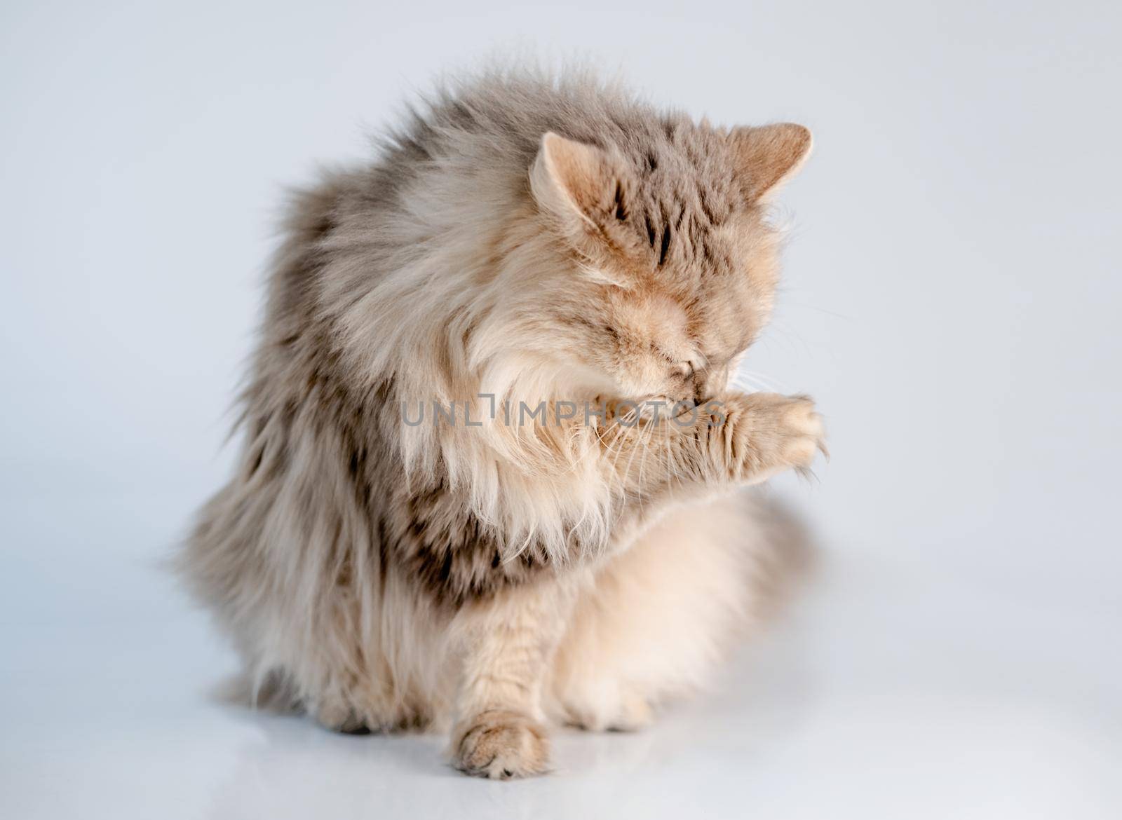 Cute domestic cat licking paw on white background