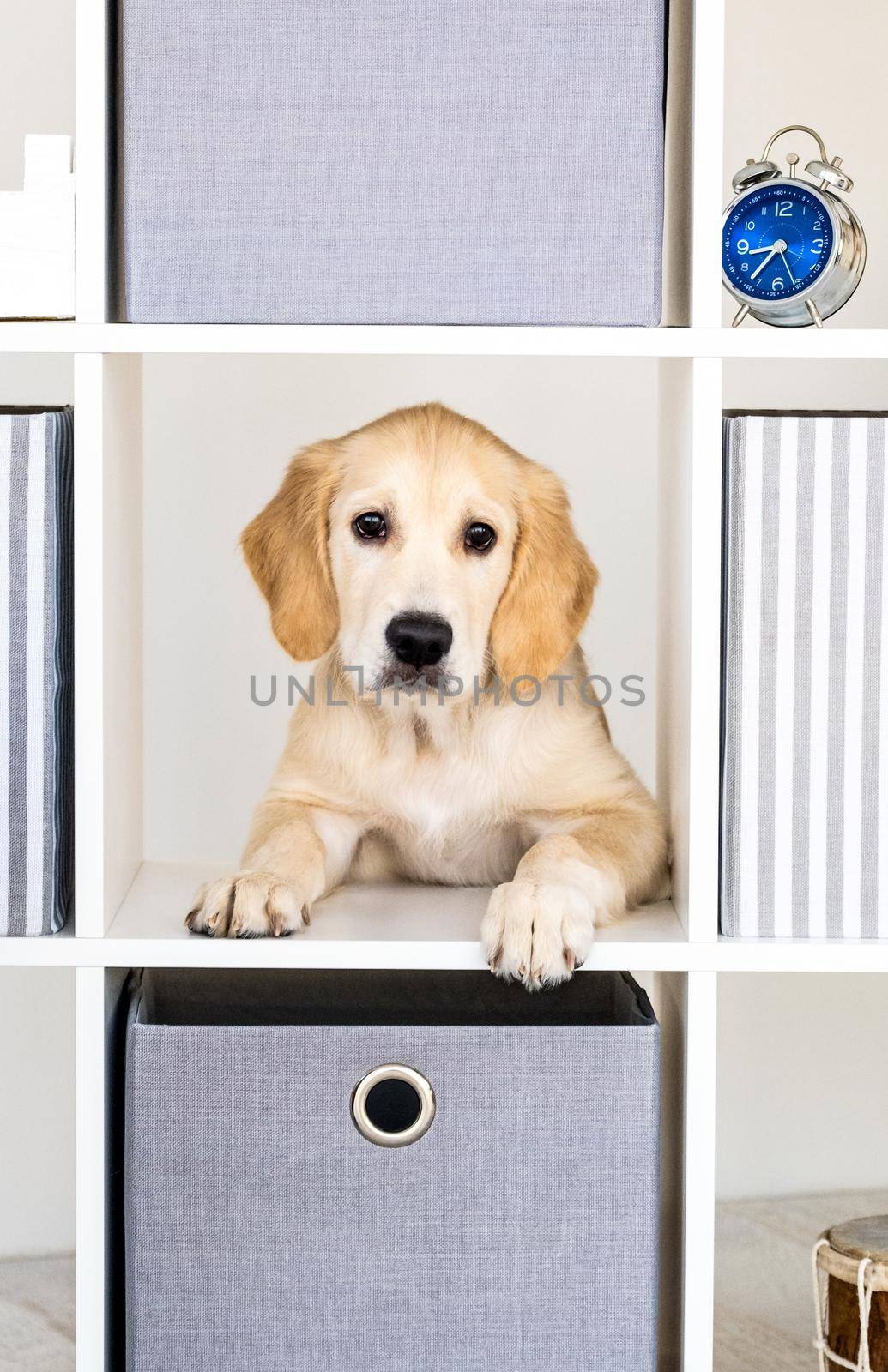 Funny young dog peeking out from locker