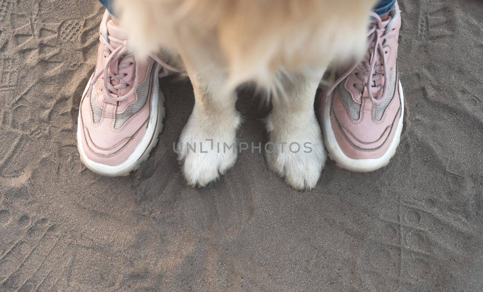 Front dog paws and woman feet in trainers on sand, top view