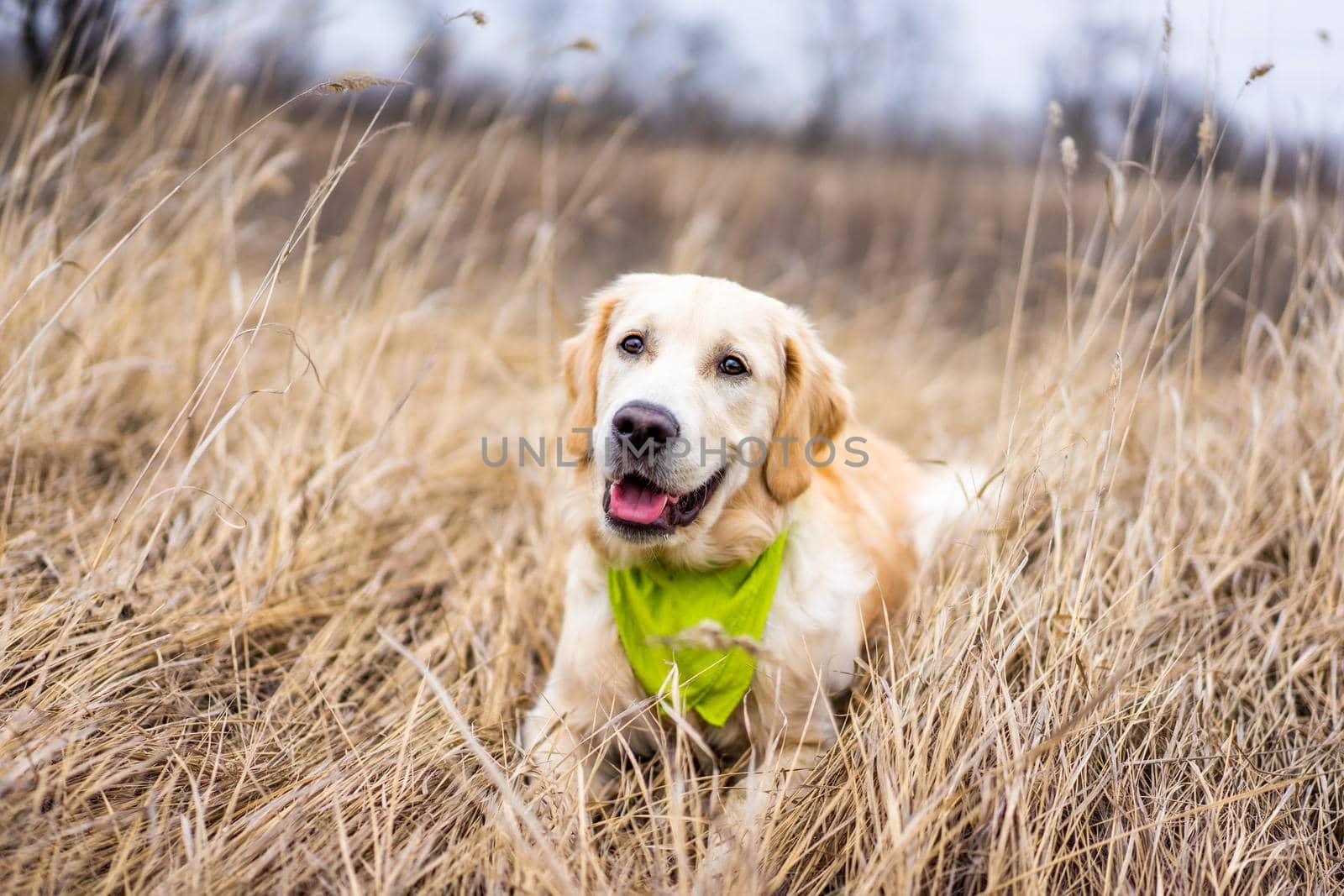 Beautiful young retriever lying in high grass