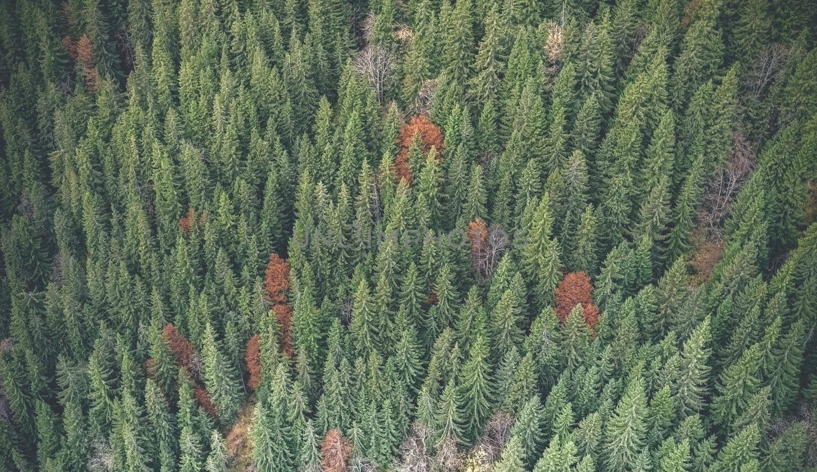 Autumn trees between evergreen pines, view from drone