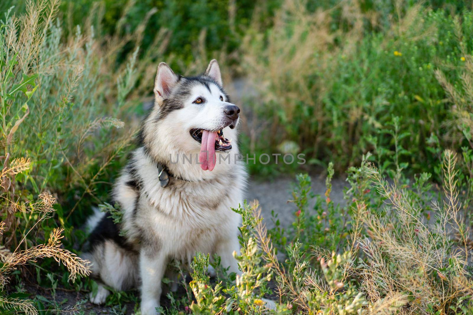 Adorable husky dog sitting in the grass in field and looking back with tonque out. Beautiful funny doggy with incredible eyes in summertime