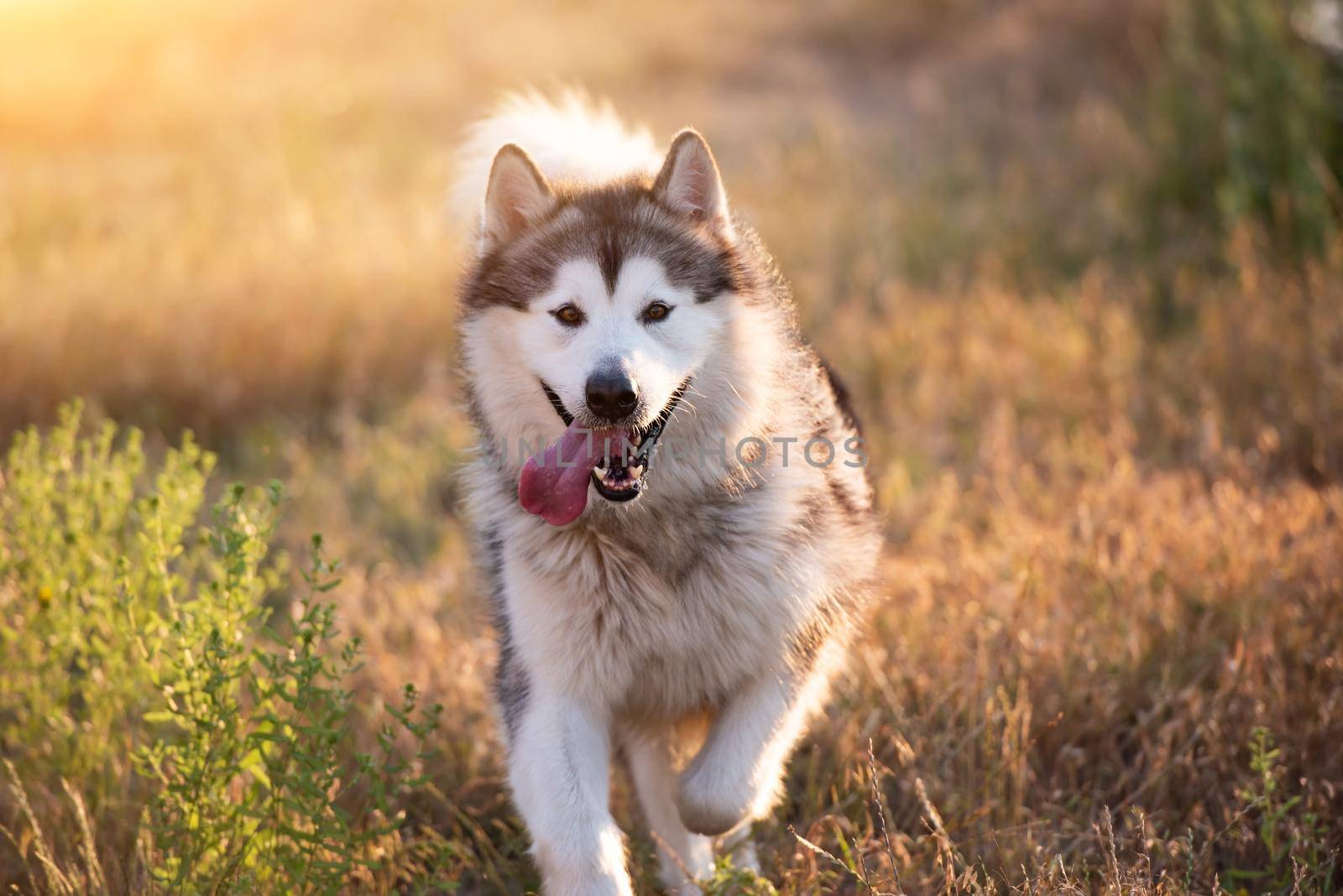 Alaskan malamute running on a field