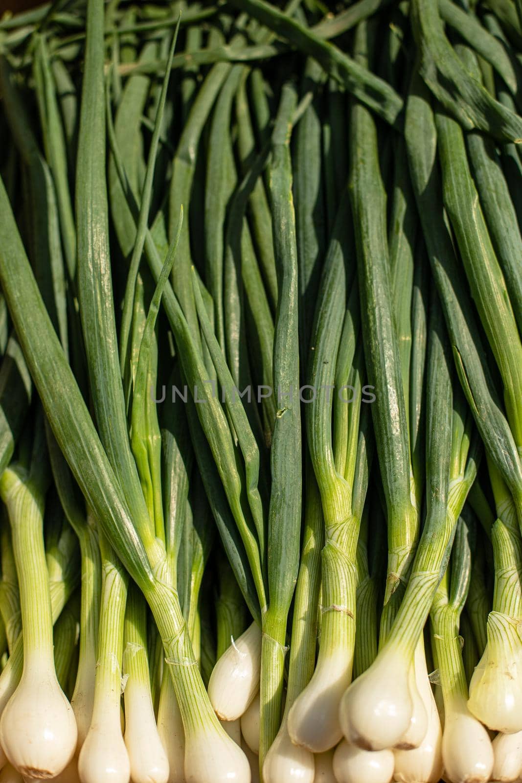 Close-up stock photo of bright green spring onion, scallion, pile in sunlight.