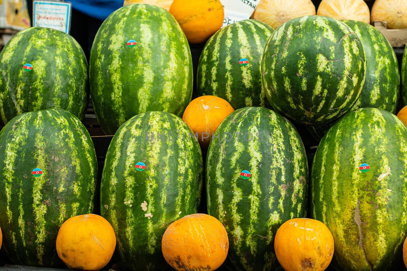 Lots of large green watermelons standing next to oranges on the supermarket shelf.