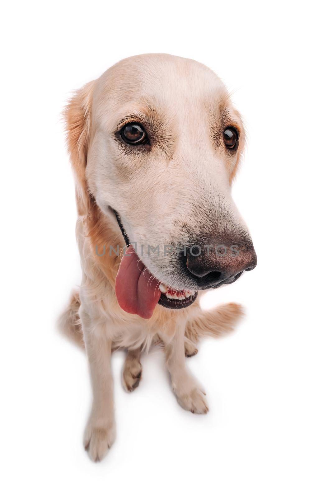 Adorable golden retriever dog isolated on white background. Beautiful doggy labrador sitting with tonque out and looking back. Portrait of cute funny pet.