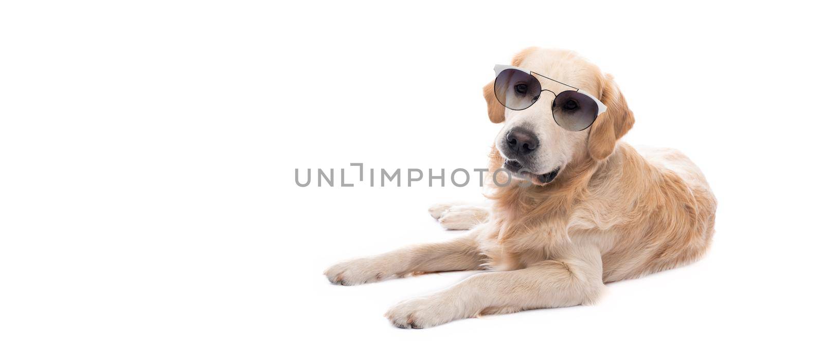 Golden retriever dog in sunglasses resting isolated on white background