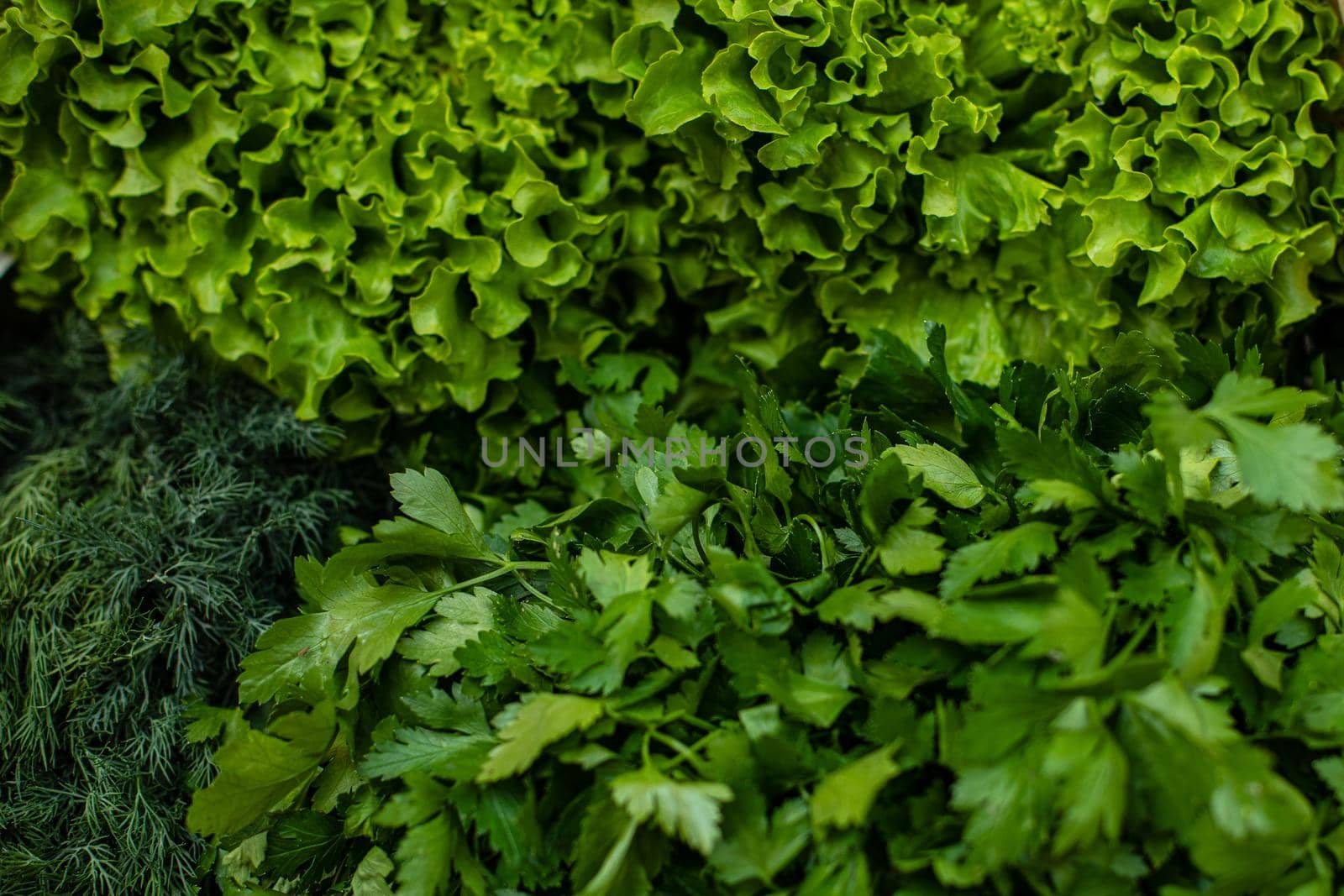 Close up picture of parsley and dill lie in the big box outside by StudioLucky