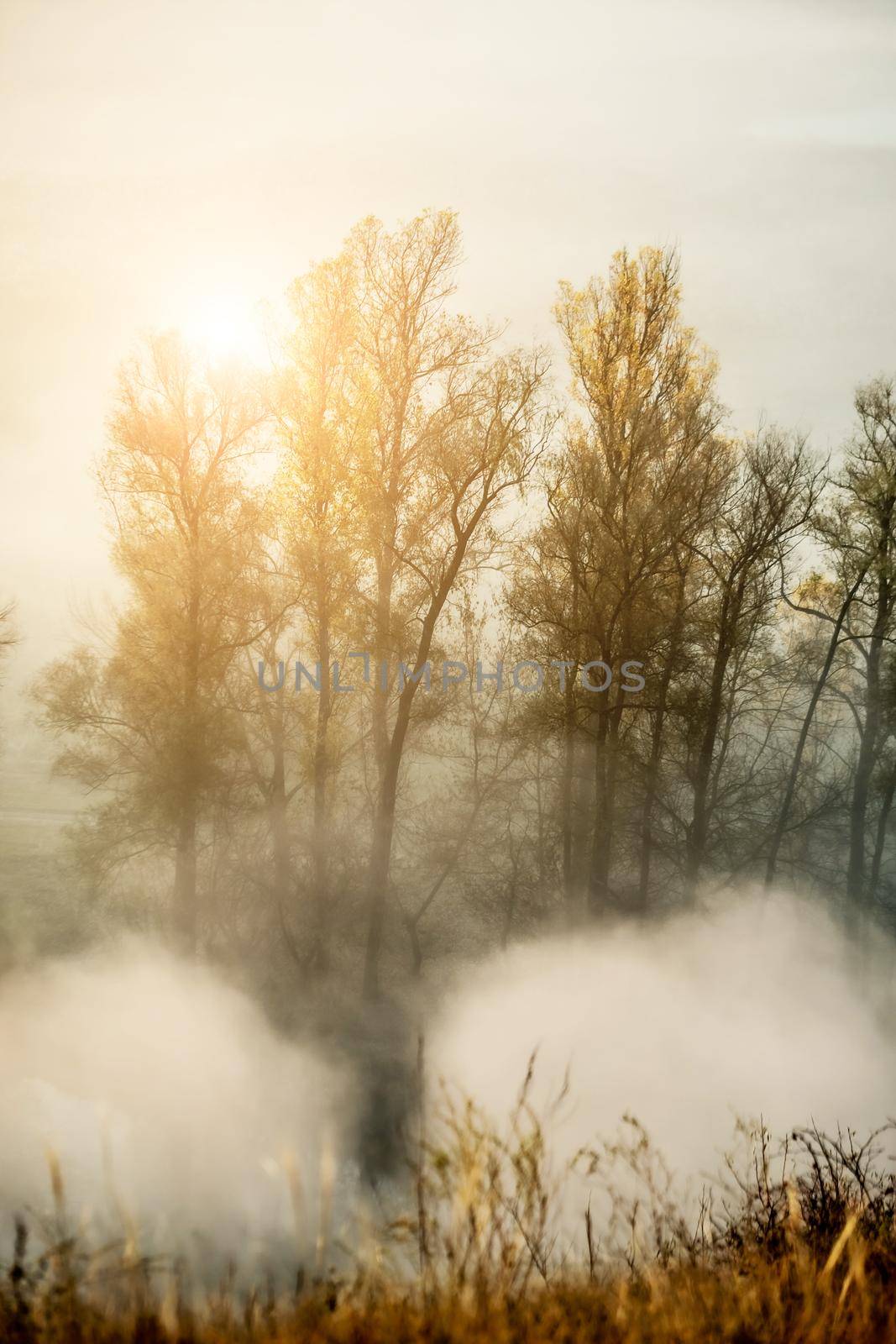 Morning sun burning away autumn mist around trees