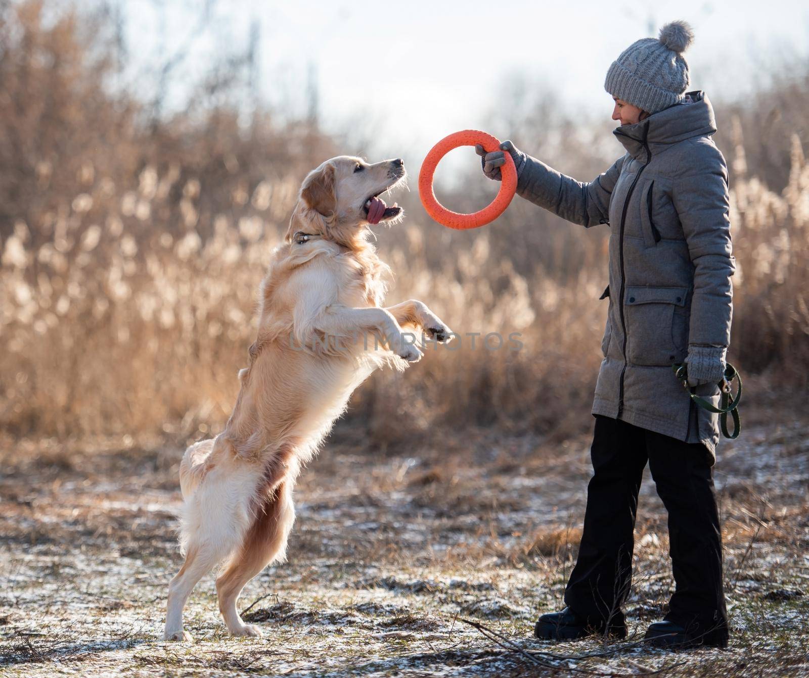 Woman owner wearing coat and hat training golden retriever dog with orange toy circle at the nature in early spring time. Girl playing with doggy pet labrador outdoors