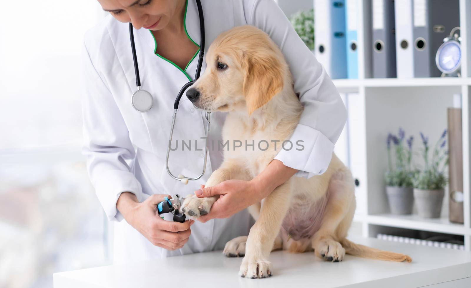 Veterinarian cutting dog claws by GekaSkr