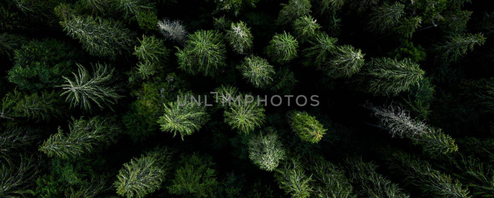 Aerial view of green tops of pine wood, top panoramic view