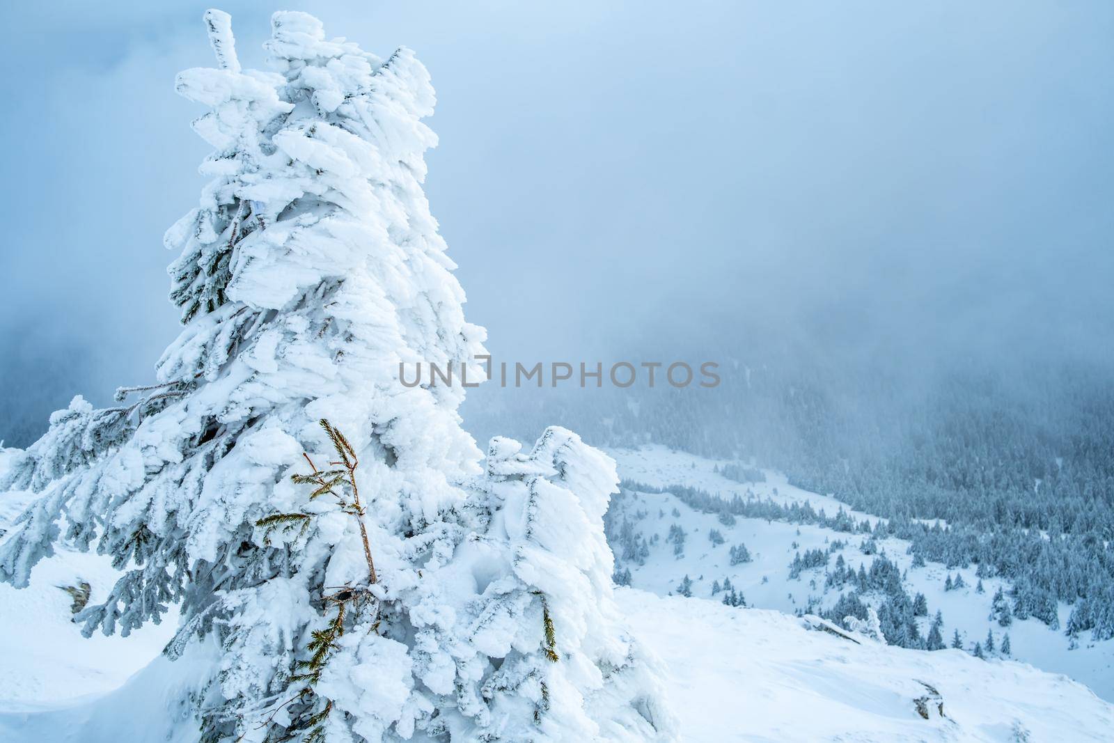 Picturesque winter landscape from mountain with snowy pine trees